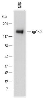 GP130 Antibody in Western Blot (WB)