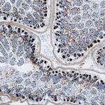 Intelectin 2 Antibody in Immunohistochemistry (Frozen) (IHC (F))