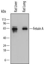 Fetuin A Antibody in Western Blot (WB)