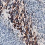 WNT4 Antibody in Immunohistochemistry (Frozen) (IHC (F))