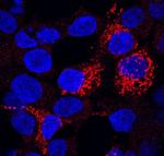 FZD7 Antibody in Immunocytochemistry (ICC/IF)