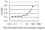 Fibrillin 2 Antibody in ELISA (ELISA)