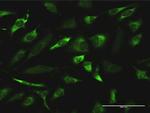 RGN Antibody in Immunocytochemistry (ICC/IF)