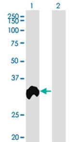 RGN Antibody in Western Blot (WB)