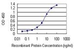 MYOZ2 Antibody in ELISA (ELISA)