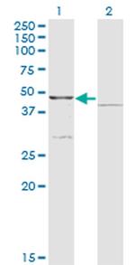 COQ3 Antibody in Western Blot (WB)