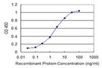 CHST12 Antibody in ELISA (ELISA)