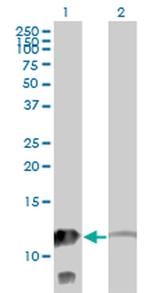 Myotrophin Antibody in Western Blot (WB)