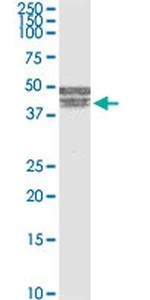 BNIPL Antibody in Western Blot (WB)