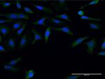 FMN1 Antibody in Immunocytochemistry (ICC/IF)