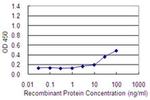 MAGEA2 Antibody in ELISA (ELISA)