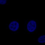 Fibulin 1 Antibody in Immunocytochemistry (ICC/IF)