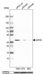 USP46 Antibody in Western Blot (WB)