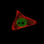 WWTR1 Antibody in Immunocytochemistry (ICC/IF)