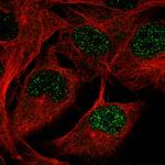 WWTR1 Antibody in Immunocytochemistry (ICC/IF)