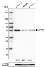 WWTR1 Antibody