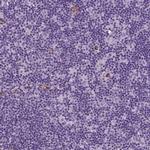 WWTR1 Antibody in Immunohistochemistry (IHC)