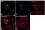 REST Antibody in Immunocytochemistry (ICC/IF)