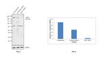 REST Antibody in Western Blot (WB)