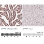 ZNF703 Antibody