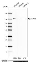 DIAPH2 Antibody in Western Blot (WB)