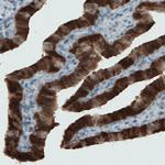 ALP Antibody in Immunohistochemistry (Paraffin) (IHC (P))