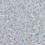 ALP Antibody in Immunohistochemistry (Paraffin) (IHC (P))