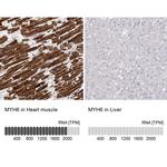 MYH6 Antibody