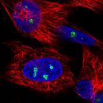 NOP56 Antibody in Immunocytochemistry (ICC/IF)