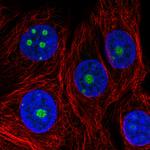 NOP56 Antibody in Immunocytochemistry (ICC/IF)