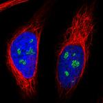 NOP56 Antibody in Immunocytochemistry (ICC/IF)