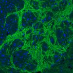 VGAT Antibody in Immunohistochemistry (IHC)