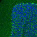 VGAT Antibody in Immunohistochemistry (IHC)