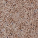 MOG Antibody in Immunohistochemistry (Paraffin) (IHC (P))