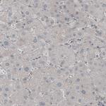 MOG Antibody in Immunohistochemistry (Paraffin) (IHC (P))