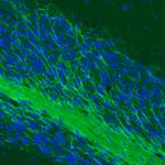 MOG Antibody in Immunohistochemistry (Paraffin) (IHC (P))