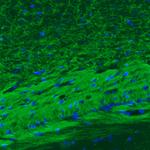 MOG Antibody in Immunohistochemistry (Paraffin) (IHC (P))