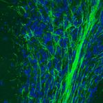 MOG Antibody in Immunohistochemistry (Paraffin) (IHC (P))