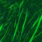 MOG Antibody in Immunohistochemistry (Paraffin) (IHC (P))