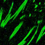 MOG Antibody in Immunohistochemistry (Paraffin) (IHC (P))