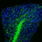 MOG Antibody in Immunohistochemistry (Paraffin) (IHC (P))