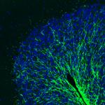 MOG Antibody in Immunohistochemistry (Paraffin) (IHC (P))