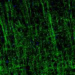 MOG Antibody in Immunohistochemistry (Paraffin) (IHC (P))