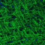 MOG Antibody in Immunohistochemistry (Paraffin) (IHC (P))