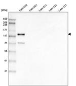 Laminin gamma-2 Antibody