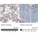 Laminin alpha-5 Antibody in Immunohistochemistry (IHC)