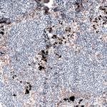 Laminin alpha-4 Antibody in Immunohistochemistry (Paraffin) (IHC (P))