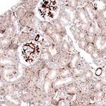 Laminin alpha-4 Antibody in Immunohistochemistry (Paraffin) (IHC (P))