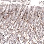 Laminin alpha-4 Antibody in Immunohistochemistry (Paraffin) (IHC (P))