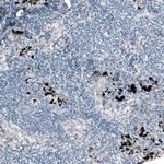 Laminin alpha-4 Antibody in Immunohistochemistry (Paraffin) (IHC (P))